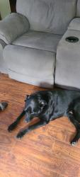 Reunited Female Dog last seen 119th terr & Manchester ave, Grandview, MO 64030