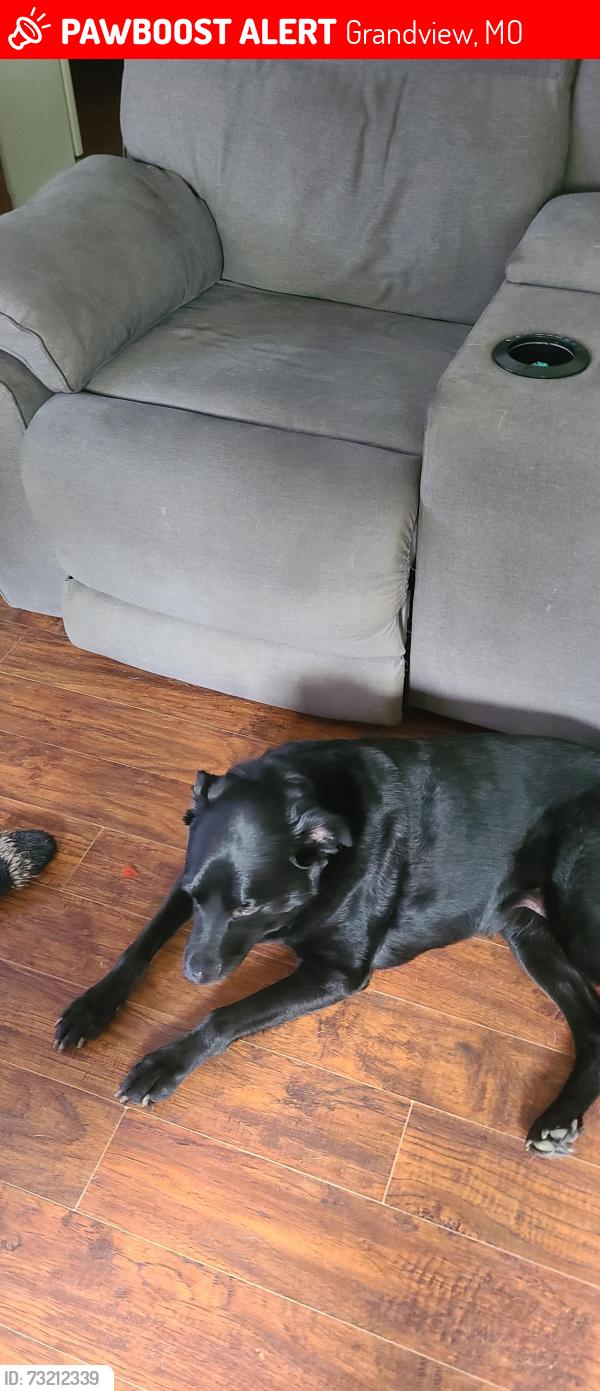 Lost Female Dog last seen 119th terr & Manchester ave, Grandview, MO 64030