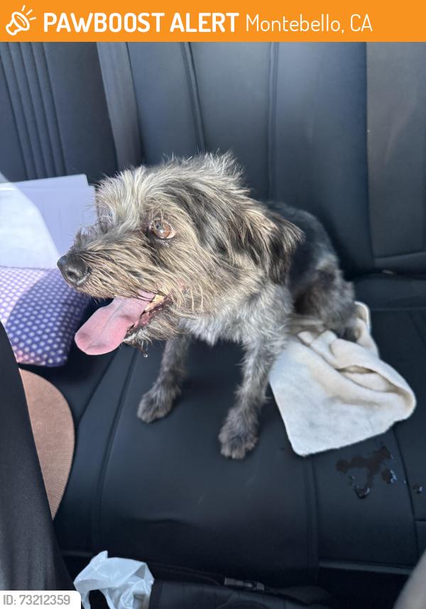 Found/Stray Male Dog last seen Beverly blvd and Paramount, Montebello, CA 90660