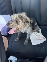 Found/Stray Male Dog last seen Beverly blvd and Paramount, Montebello, CA 90660