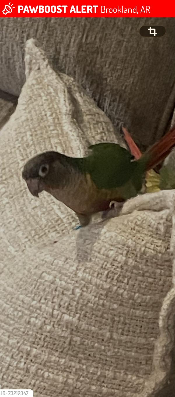Lost Male Other last seen School st, Brookland, AR 72417