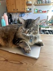 Lost Female Cat last seen Near Conejo Dr. and large arroyo., Santa Fe, NM 87505
