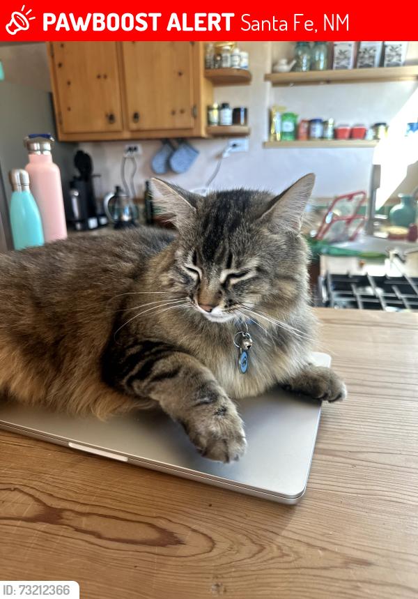 Lost Female Cat last seen Near Conejo Dr. and large arroyo., Santa Fe, NM 87505
