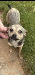Found/Stray Unknown Dog last seen Rock springs rd Lawrenceville, Gwinnett County, GA 30043