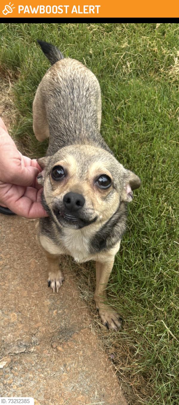 Found/Stray Unknown Dog last seen Rock springs rd Lawrenceville, Gwinnett County, GA 30043