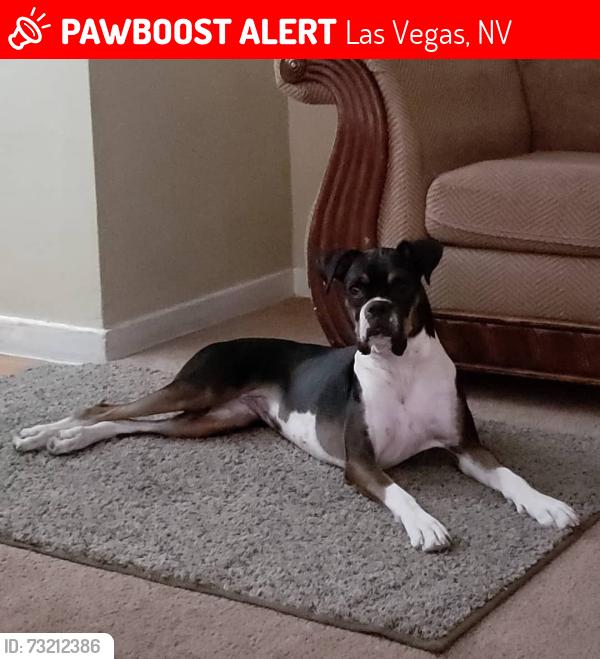 Lost Female Dog last seen Near N 28th St Las Vegas NV 89101, Las Vegas, NV 89101