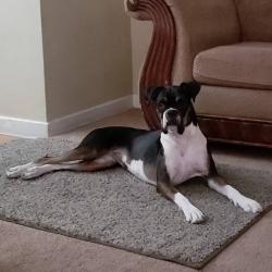 Lost Female Dog last seen Near N 28th St Las Vegas NV 89101, Las Vegas, NV 89101