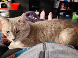Lost Male Cat last seen randolf rd and parklawn, North Bethesda, MD 20852