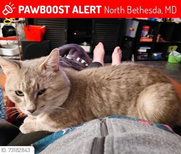 Lost Male Cat last seen randolf rd and parklawn, North Bethesda, MD 20852
