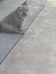 Lost Male Dog last seen Riverside, Hollister, CA 95023