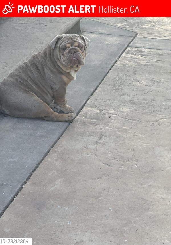 Lost Male Dog last seen Riverside, Hollister, CA 95023