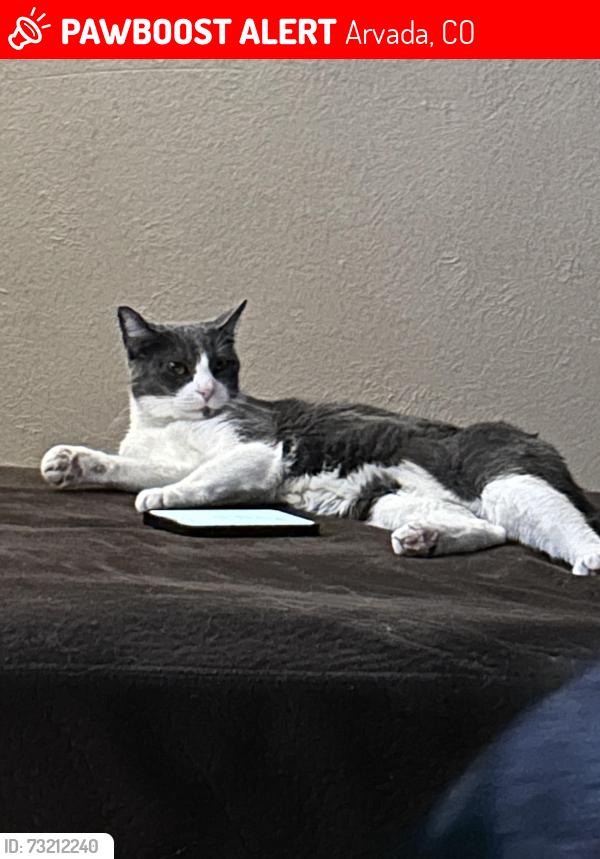 Lost Male Cat last seen 84th and Quay drive, Arvada, CO 80003