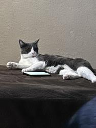 Lost Male Cat last seen 84th and Quay drive, Arvada, CO 80003