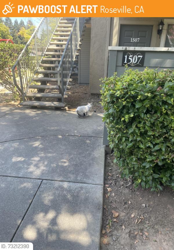 Found/Stray Male Cat last seen In the apmt complex, Roseville, CA 95678