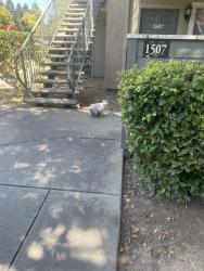 Found/Stray Male Cat last seen In the apmt complex, Roseville, CA 95678