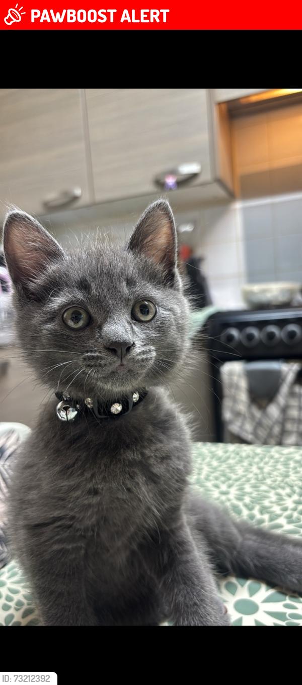 Lost Male Cat last seen Queensbury london, Greater London, England NW9 9BP