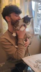 Lost Female Cat last seen Ranshaw drive, Essex, England CM2 6RG