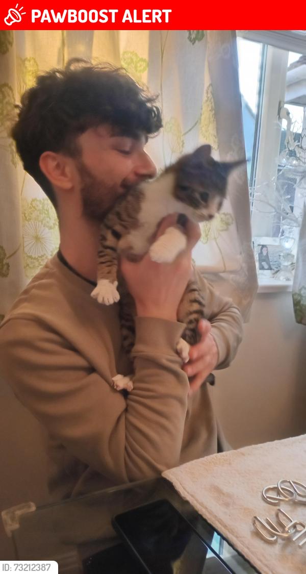 Lost Female Cat last seen Ranshaw drive, Essex, England CM2 6RG