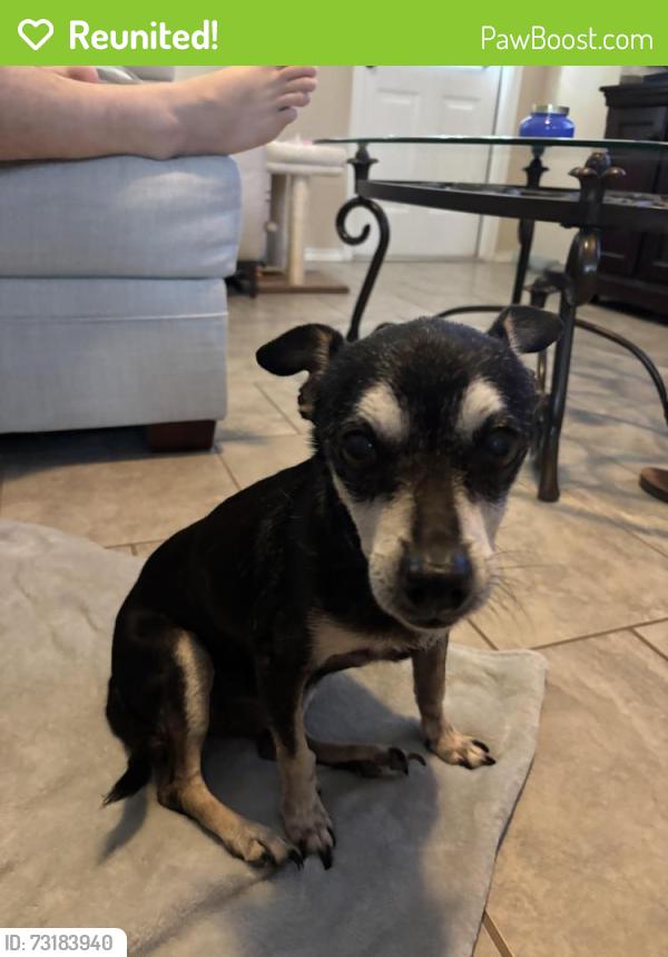 Reunited Male Dog last seen Bowen branch and Tausch rd, San Antonio, TX 78254