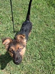 Lost Male Dog last seen Nolan and Tallman st, Fort Worth, TX 76119