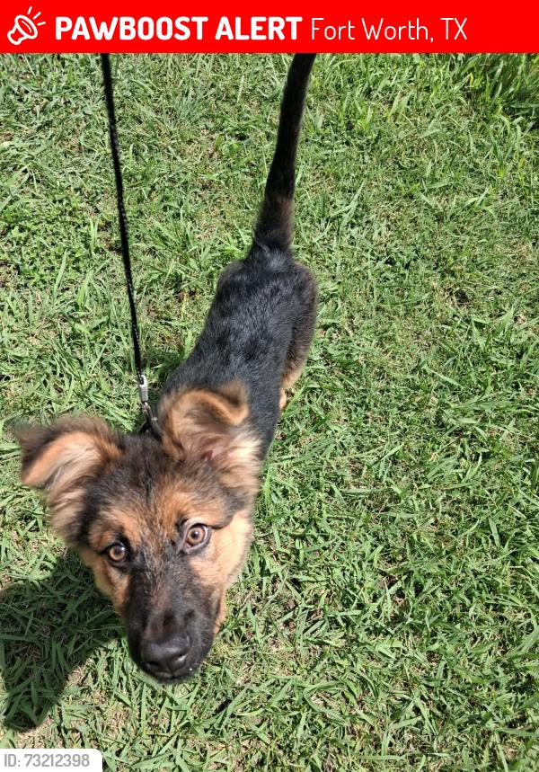 Lost Male Dog last seen Nolan and Tallman st, Fort Worth, TX 76119