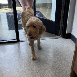 Shelter Stray Female Dog last seen Near SE Delaware Avenue, ANKENY, IA, 50021, Des Moines, IA 50313