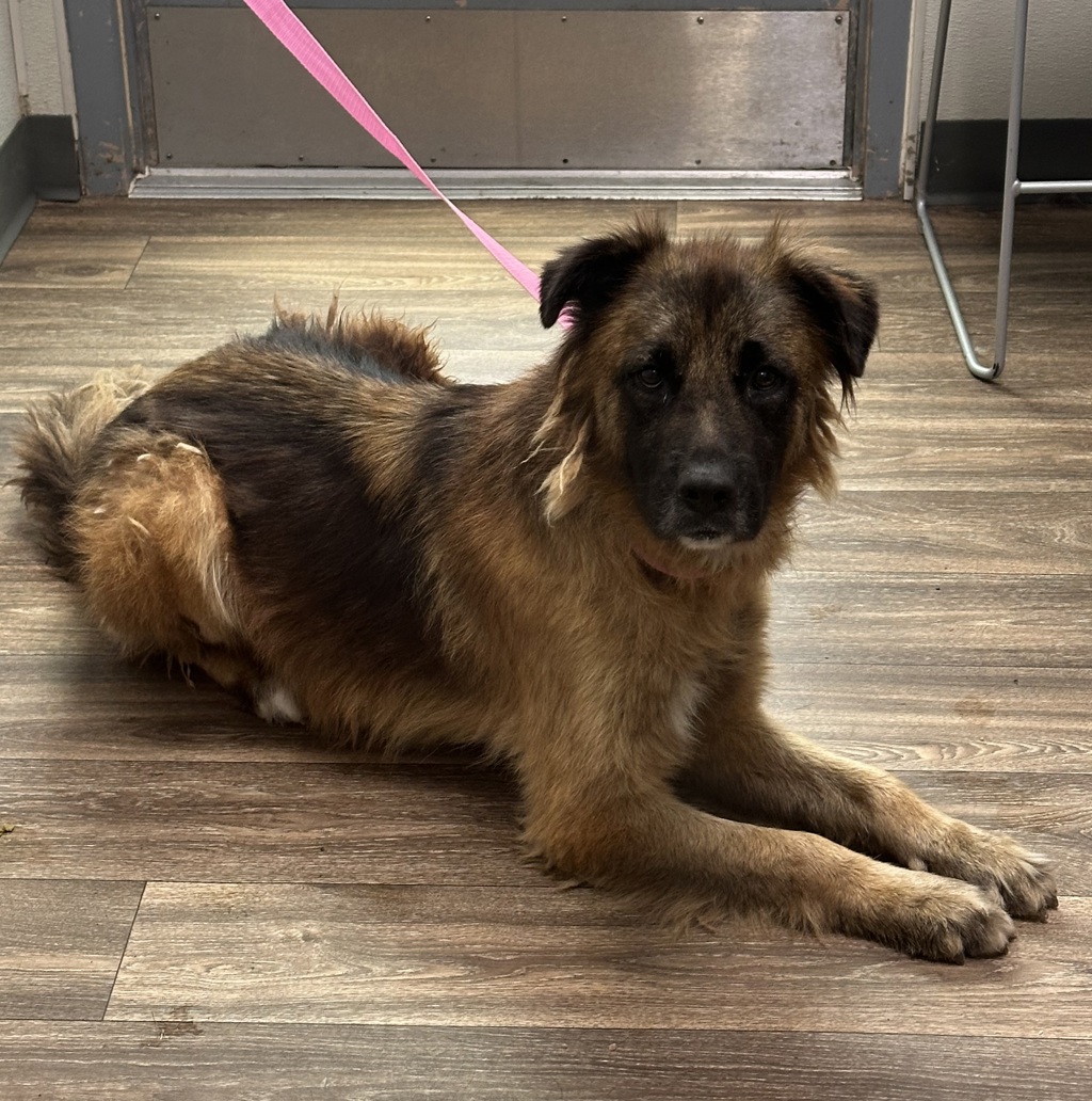 Shelter Stray Male Dog last seen Near College Grove Drive, San Diego, CA, 92115, 5500 Gaines St, San Diego, CA 92110, USA