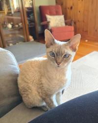 Reunited Female Cat last seen Montalban park, Calgary, AB 