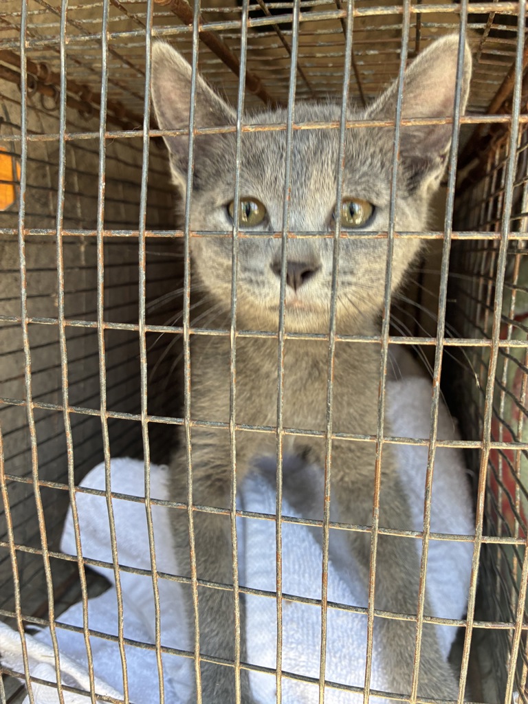 Shelter Stray Male Cat last seen Near W Springfield Road, SALT LAKE CITY, UT, 84116, 511 W 3900 S, Salt Lake City, UT 84123, USA