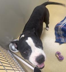 Shelter Stray Male Dog last seen Near E Vista Way, Vista, CA, 92084, Escondido, CA 92027, USA