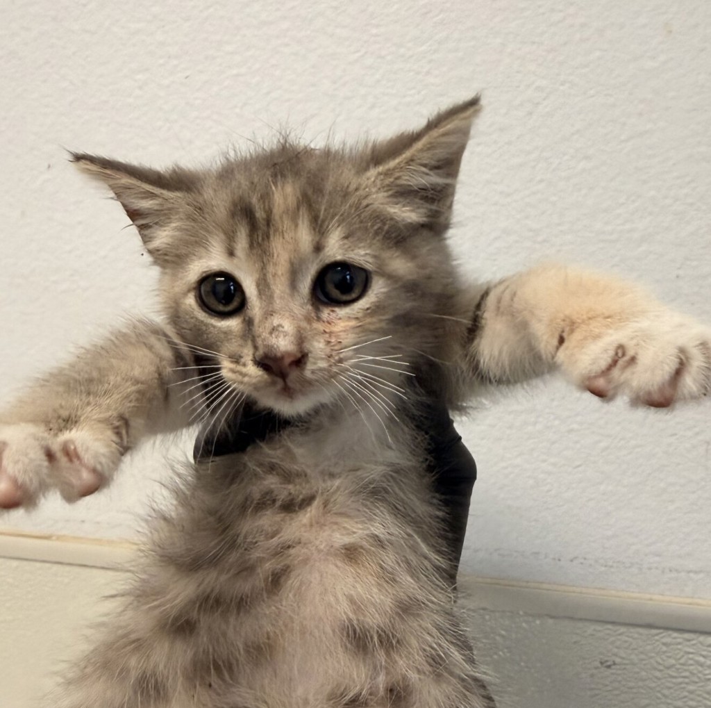 Shelter Stray Female Cat last seen 33rd & Imperial, San Diego, CA, 92102, 5500 Gaines St, San Diego, CA 92110, USA