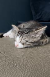 Shelter Stray Female Cat last seen Near New Lots Avenue, BROOKLYN, NY, 11207, 326 E 110th St, New York, NY 10029, USA