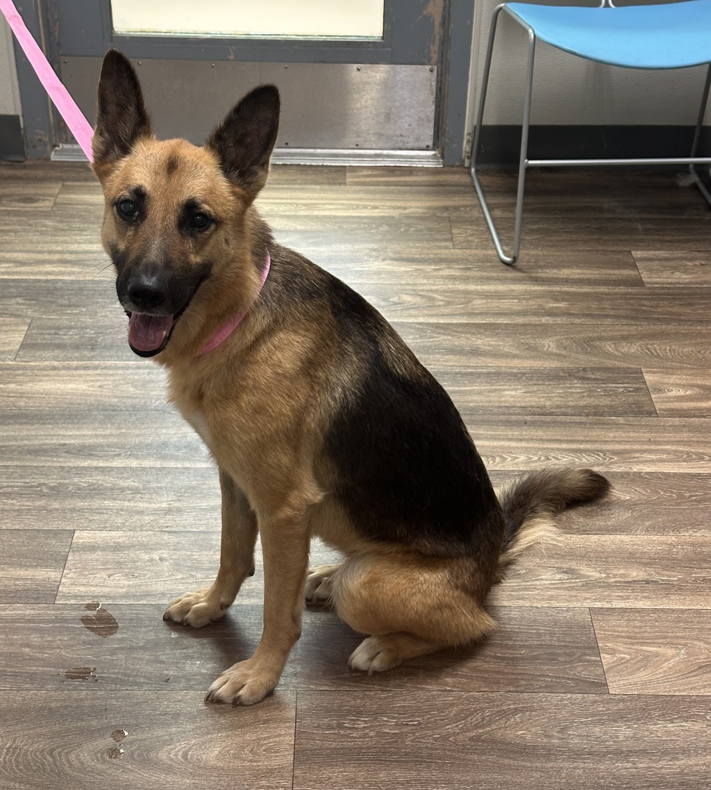 Shelter Stray Female Dog last seen Near College Grove Drive, San Diego, CA, 92115, 5500 Gaines St, San Diego, CA 92110, USA