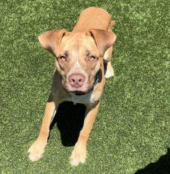 Shelter Stray Male Dog last seen Near N Mollison Avenue, El Cajon, CA, 92021, El Cajon, CA 92020, USA