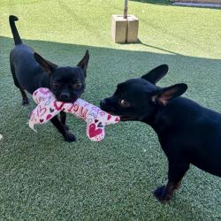 Shelter Stray Male Dog last seen Cottingham Street, Oceanside, CA, 92054, Oceanside, CA 92058, USA