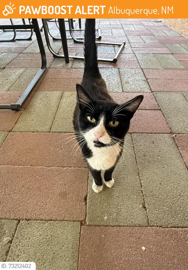 Found/Stray Unknown Cat last seen Madeira and Arvilla, Albuquerque, NM 87110