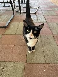 Found/Stray Unknown Cat last seen Madeira and Arvilla, Albuquerque, NM 87110