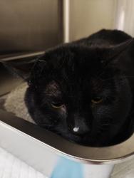 Shelter Stray Unknown Cat last seen Near 6th Avenue, NEW YORK, NY, 10010, 326 E 110th St, New York, NY 10029, USA