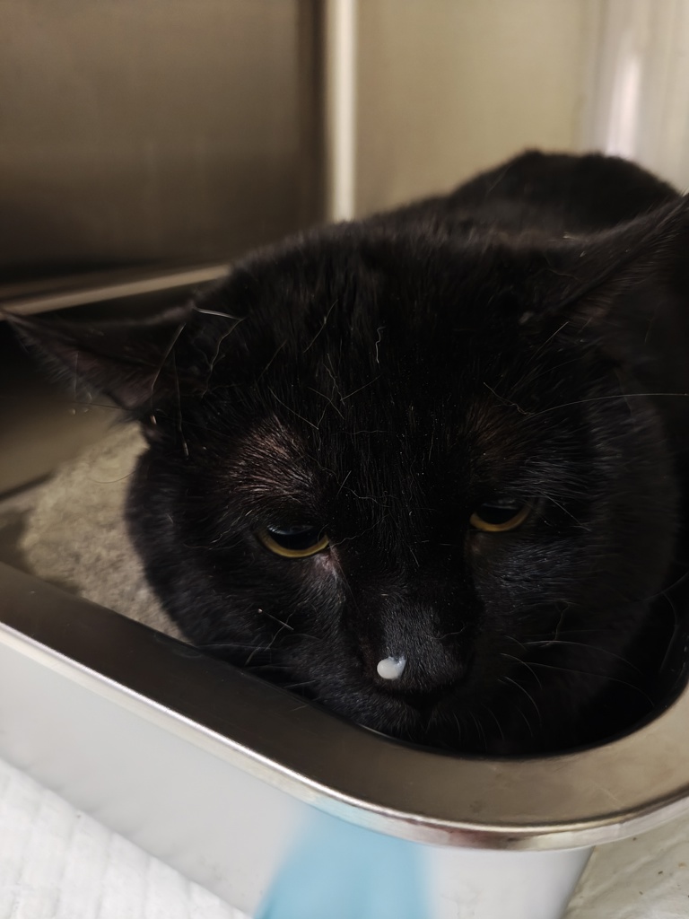 Shelter Stray Unknown Cat last seen Near 6th Avenue, NEW YORK, NY, 10010, 326 E 110th St, New York, NY 10029, USA