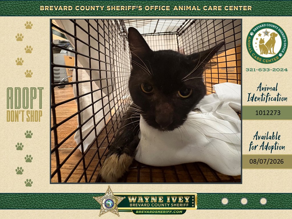 Shelter Stray Unknown Cat last seen Near Hughlett Avenue, COCOA, FL, 32922, 5100 W Eau Gallie Blvd, Melbourne, FL 32934, USA