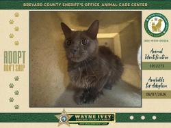Shelter Stray Unknown Cat last seen Near McLeod Drive, COCOA, FL, 32922, 5100 W Eau Gallie Blvd, Melbourne, FL 32934, USA