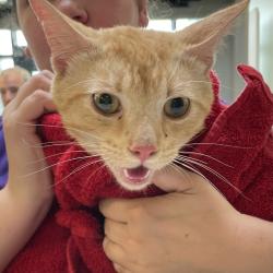 Shelter Stray Male Cat last seen Near NW 81st Street, CLIVE, IA, 50325, Des Moines, IA 50313