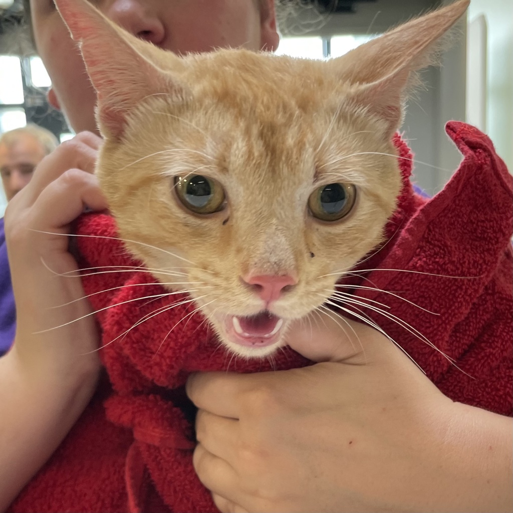 Shelter Stray Male Cat last seen Near NW 81st Street, CLIVE, IA, 50325, Des Moines, IA 50313