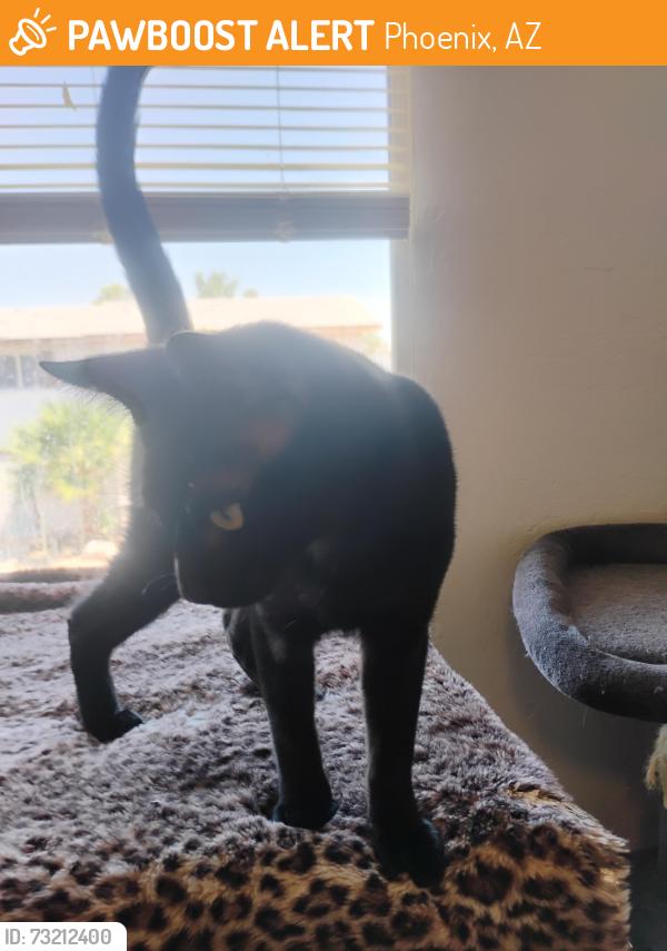 Found/Stray Male Cat last seen 71st Ave and Campbell, Phoenix, AZ 85033