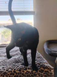 Found/Stray Male Cat last seen 71st Ave and Campbell, Phoenix, AZ 85033