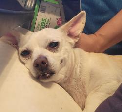 Reunited Female Dog last seen Calle birch y cherry en la 90 th Ave Oakland CA, Oakland, CA 94603