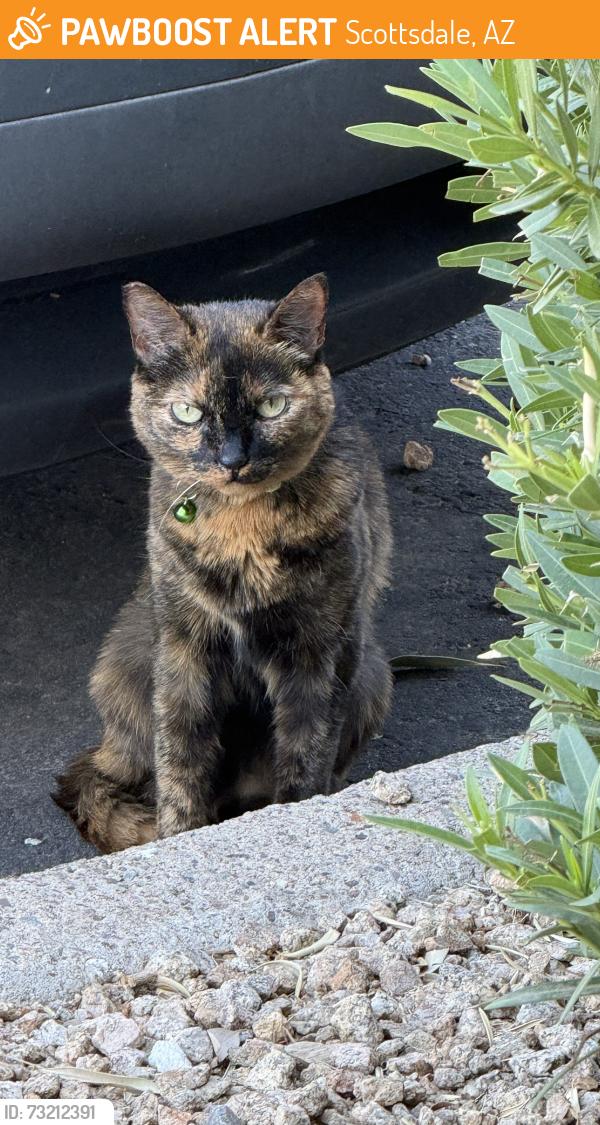 Found/Stray Unknown Cat last seen 115th St. and Sahuaro Dr. at Cabrillo apmts, Scottsdale, AZ 85259