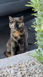 Found/Stray Unknown Cat last seen 115th St. and Sahuaro Dr. at Cabrillo apmts, Scottsdale, AZ 85259