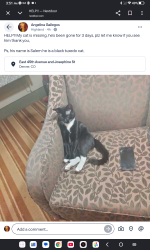 Lost Male Cat last seen 45th and Josephine st, Denver, CO 80216