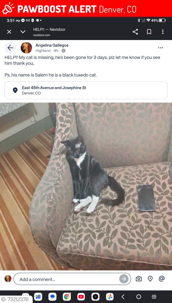 Lost Male Cat last seen 45th and Josephine st, Denver, CO 80216